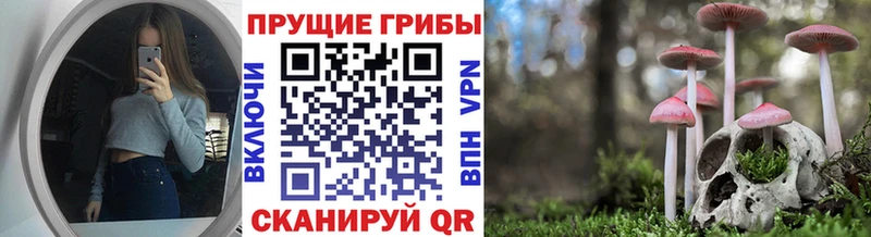 Купить  Весьегонск  Галлюциногенные грибы Psilocybine cubensis 